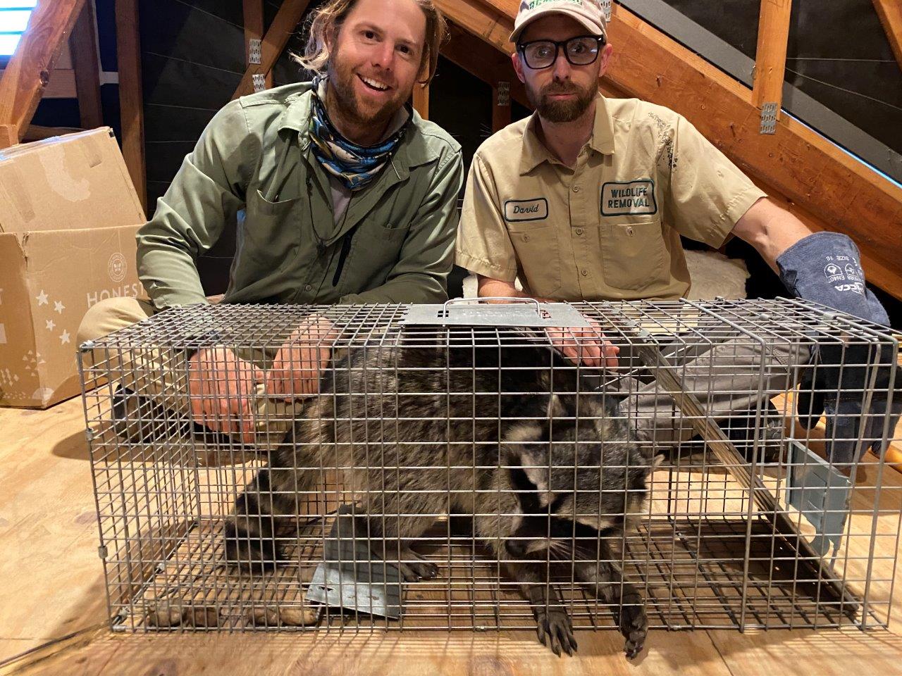 Waco raccoon trapping